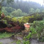 Odlomio se dio stabla u Turbetu starog preko 400 godina